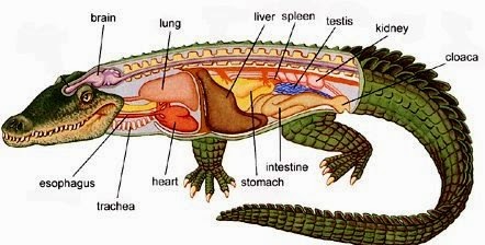 Sistem Ekskresi pada Hewan  Belajar Sains