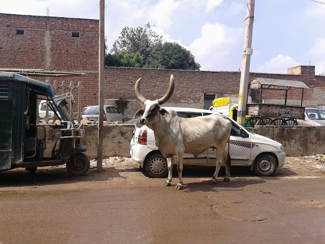 Cow in Delhi/></a></div>
<span style=