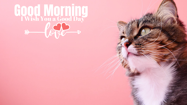  Good Morning image With Cute cat