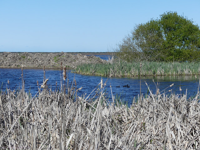 cattails chopped down