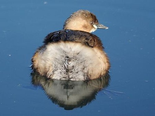 Animals Butt Shots