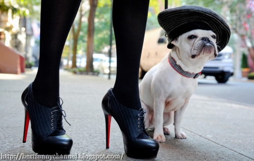 dog fashion lovers.