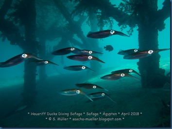 2018.04.20 Ducks Diving Superior 0007