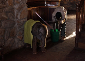 An orphaned baby elephant being raised by humans after his parents was killed by poachers, baby elephant pictures, orphaned animals