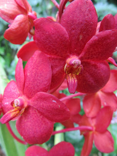 Orchids, National Orchid Garden, Singapore