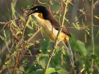 Black-capped Donacobius