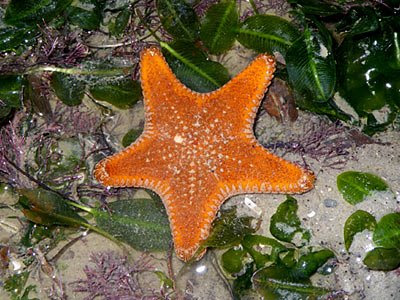 Starfish