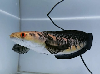 Jenis Ikan Channa Yang Populer di Cianjur
