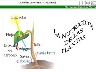 http://cplosangeles.juntaextremadura.net/web/edilim/curso_4/cmedio/las_plantas/la_nutricion/la_nutricion.html