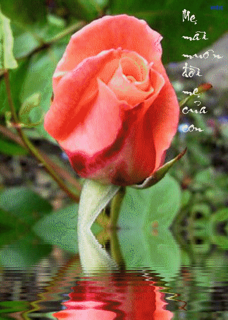 anh-thiep-vu-lan (16)