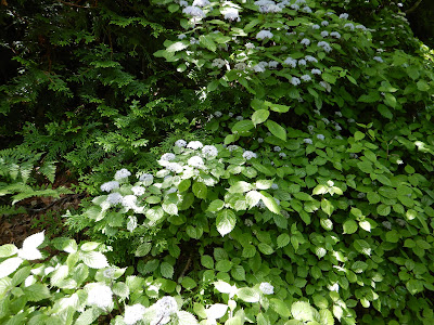 比良山地に可憐に咲く山アジサイ　英語でHydrangea