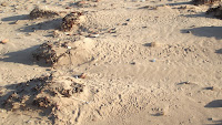 Semipalmated plovers and semipalmated sandpipers tracks behind seaweed – Brackley Beach, PEI – Oct.3, 2014 – © Denise Motard