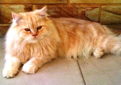 Daftar Harga Kucing Persia untuk Semua Jenis dan Usia - Yoadit.com