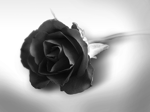 black rose wallpaper