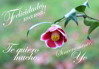 Camelia con mensaje para el Día de las Madres