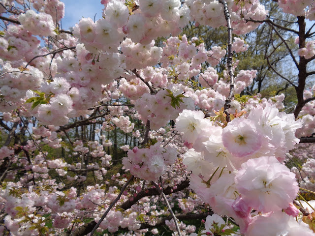 花の谷の八重桜が満開