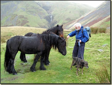 The horses thought Bruno needed a good lick
