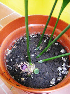 Small flower and bud at base of aspidistra stalks