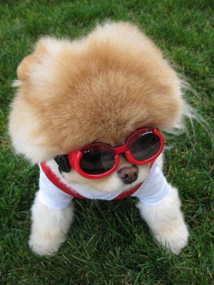 Meet Boo the Cutest Pomeranian Dog Seen On www.coolpicturegallery.us