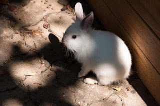 gambar kelinci Florida white