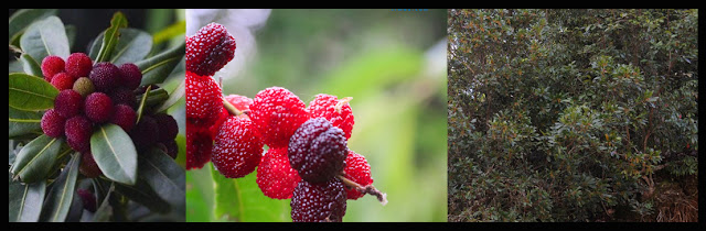 Ayurvedic Herbs Of Nepal , MYRICA ESCULENTA , काफल, Kaphal