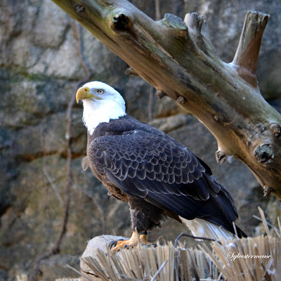  Bald Eagle Photo by Cynthia Sylvestermouse