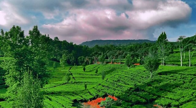 kebun teh sukawarna