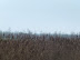Marshes