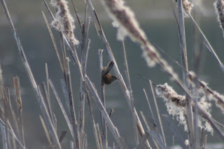 Cetti's Warbler