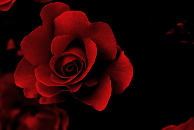 Beautiful Red Rose Wallpapers Free Download