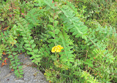 Hypericum perforatum