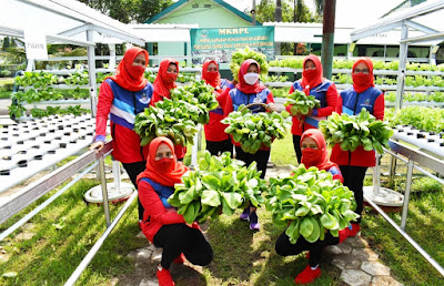 Persit KCK Koorcab Rem 071 Panen Sayur Hidroponik Dukung Ketahanan Pangan di Masa Pandemi