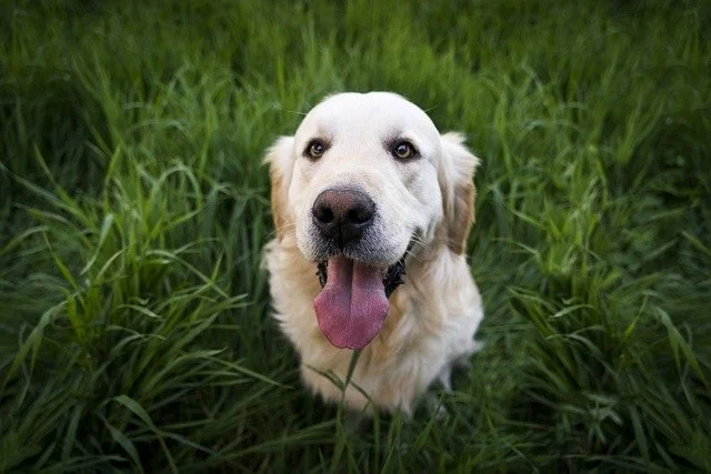 Giống chó Golden Retriever