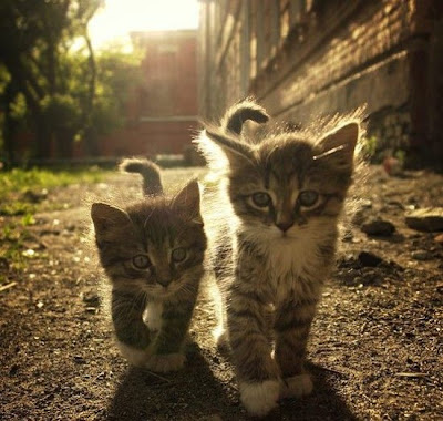 cute kittens