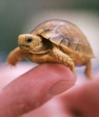 Tiny Adorable Animal Seen On www.coolpicturegallery.us