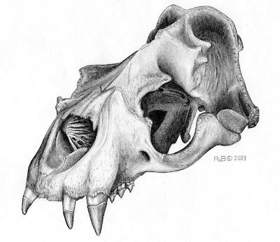 New artwork skull drawings