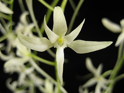 Mystacidium capense orchid plant care and culture