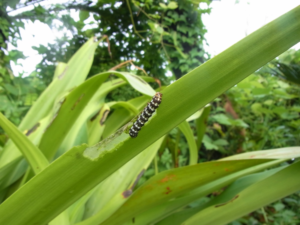 昆虫親父日記 8月 12