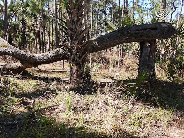 Bullow Creek State Park