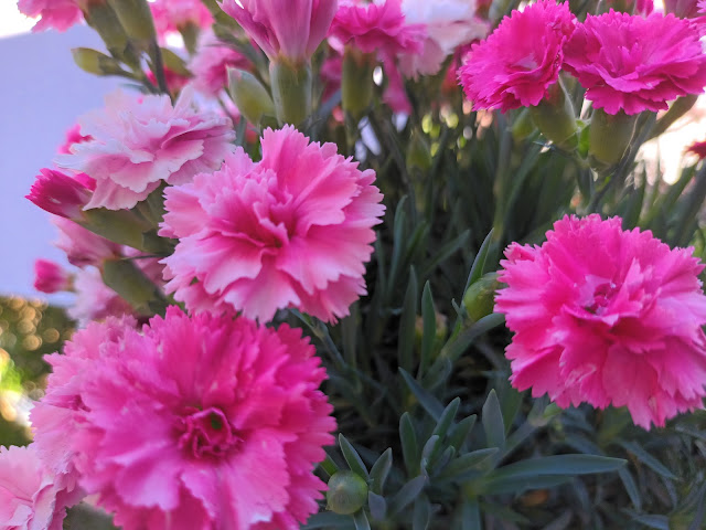 Clavel Ten nelke (Dianthus caryophyllus var. Ten nelke).