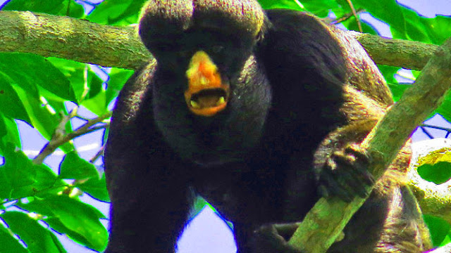 How ecotourism can save endangered Amazonian primates