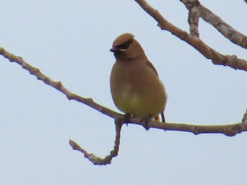 cedar waxwing