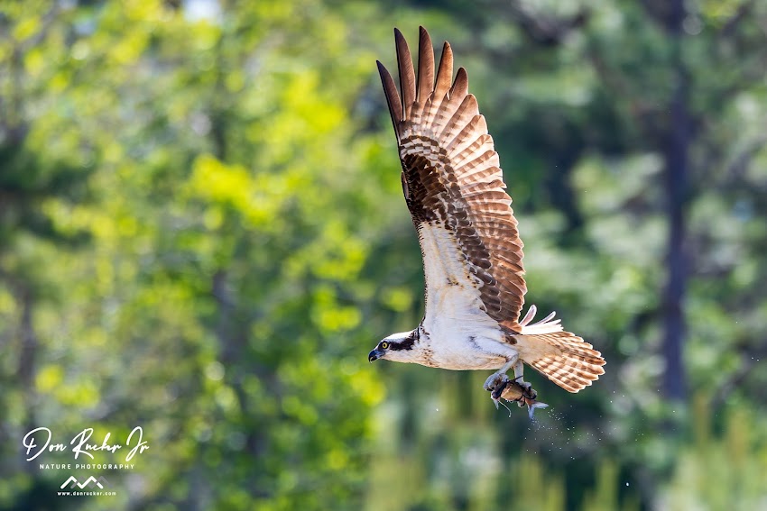 The Majestic Osprey: Witnessing the Beauty and Power of These Incredible Birds in Action