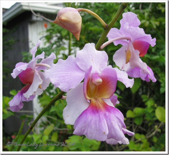 03-07-vanda