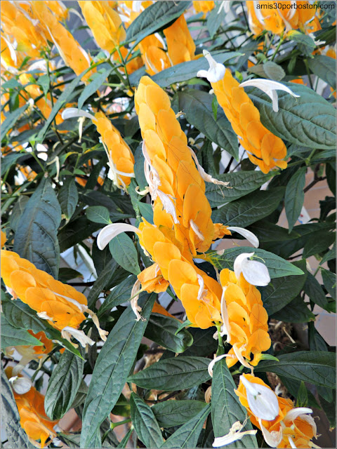 Choclo de Oro en el Jardín Botánico de Montreal