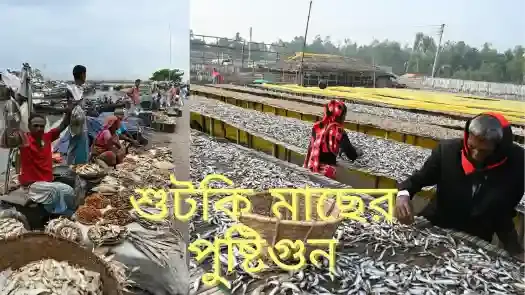 শুটকি কি