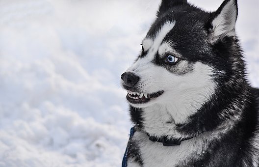 Most Interesting Husky Facts