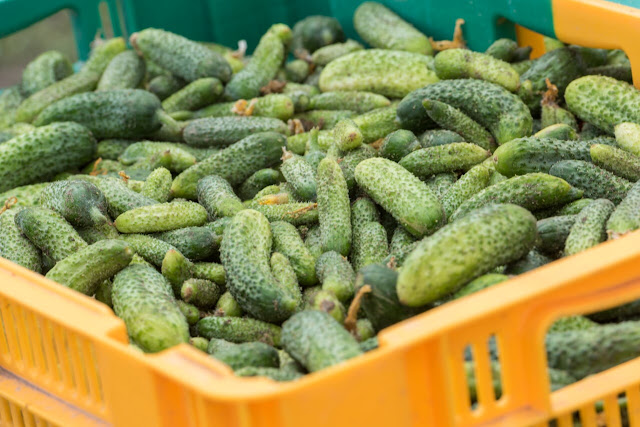 Des cornichons à profusion