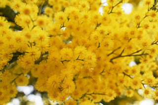 Acacia dealbata, plantas invasoras, aprender paisajismo, especies exóticas