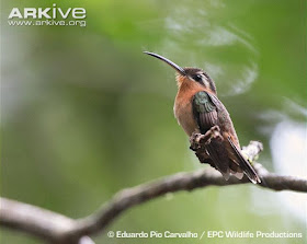 Hook billed Hermit